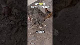 猫が片足を引きずっていた理由