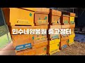 * 판매완료 충북 음성에서 토종벌 5 6매 분양합니다.