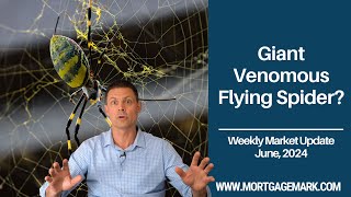 Giant Venomous Flying Spider? | Mortgage Mark