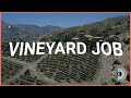 FiveM Vineyard Job Script | Real Processing - [ESX] & [QBCORE] & [QBOX]