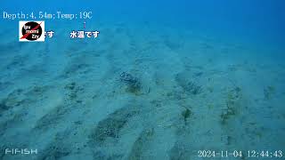 13 【釣り】 【宮城】 24 11月4日撮影　牡鹿半島の海 #女川湾  ＃牡鹿半島  #underwaterdrone ＃fishing #ダイビング 【水中映像】 【水中ドローン】