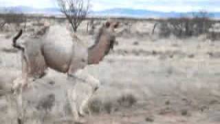 Camel chases a car