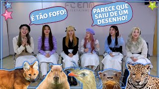 GRUPO DE KPOP REAGE A ANIMAIS BRASILEIROS (COM ILY:1)