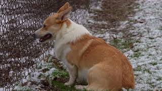 Wilbur the Corgi in the snow