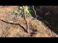 Easiest Fruit Trees to Grow in Hot Climates