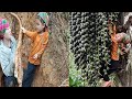 The life of an 18 year old single mother Harvesting Giant Roots Cooking and Picking Fruits