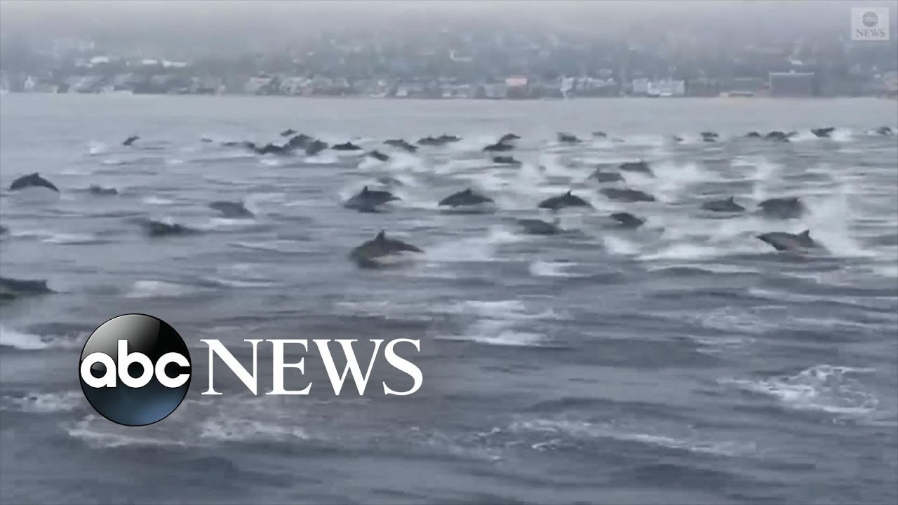 Huge Pod Of Dolphins Spotted Off California Coast - YouTube