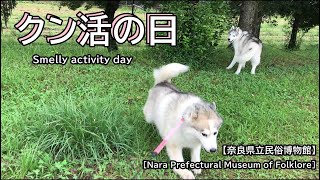 久しぶりの民俗公園でクン活にいそしむモフモフのシベリアンハスキー