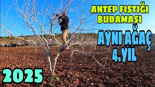 ANTEP FISTIĞI BUDAMASINDA DOGRU ZAMAN... AYNI AĞAÇ ÜZERİNDE 4. YIL BUDAMASI...