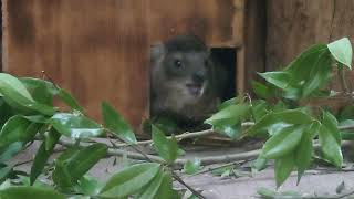 葉を食べる　ケープハイラックス　上野動物園