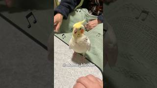 歌より食欲が勝つ🐥きいちゃん #オカメインコ #オカメインコ歌 #癒し