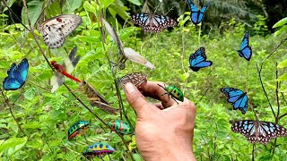 extraordinary!! hunt beautiful butterflies with very beautiful color patterns,jewel beetles