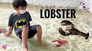 Serunya Wisata Tangkap Lobster !!! Belajar Tangkas dan Berani