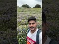 valley of flowers🌺 kaas pathar 2024 satara कास पठार सातारा