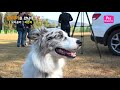 브리더를 만나다 보더콜리 이은아 2편 보더콜리와 함께하는 사람들 introducing bordercollie breeder 2.