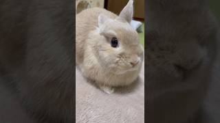 片耳を立てて撫での催促をする #うさぎ #rabbit #bunny