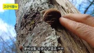 [241112] [버섯산행] 오랜만에 고산 산행하며 종말굽/자작상황/차가버섯 보고 왔습니다 #종말굽#자작상황#차가버섯#분비상황#당귀#일엽초