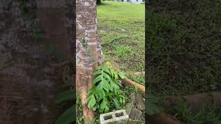 Epipremnum Pinnatum Green (Tibatib) - climbing a tree