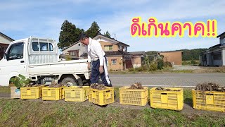 ขุดเผือก2แปลงได้แยอะขนาดนี้เลย! ลุงปลื้มสุดๆผลผลิตดีเกินคาค Good Harvest Taro Imo  [ English Sub]