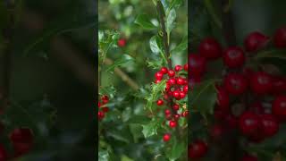 Self Prickly Leaf - Ilex aquifolium #shorts #nature