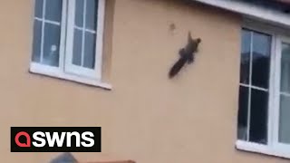 Acrobatic 'spider squirrel' defies gravity as it climbs SIDEWAYS along a house | SWNS