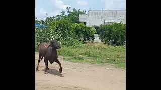 pandharpuri buffalo #buffalo