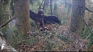 Ieva dejo ar kurmi / Eve dances with a mole LDF Lesser spotted eagle in spruce, Zemgale, Latvia