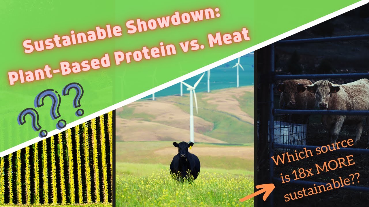 Beans Vs Meat: Which Source Of Protein In Most Sustainable? - YouTube