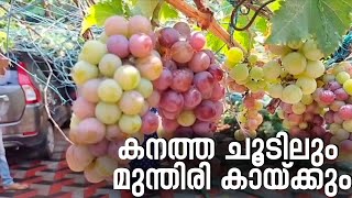 കനത്ത ചൂടിലും മുന്തിരി കായ്ക്കും |Grapes