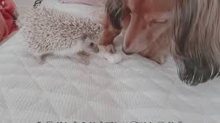 ♡ 世界一可愛い犬とハリネズミ ♡