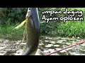 SADIS,!!!,babon semua,,!sangat beruntung pemancing nemukan spot begini,mancing sepat purba#TR-083