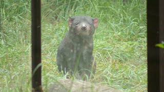 【ノーナレ動物動画】タスマニアデビルの記録映像【多摩動物公園】Tasmanian Devil Recorded Footage