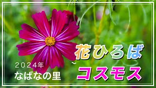 【三重県なばなの里】花ひろば・コスモス