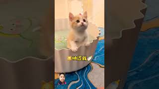 Cat baby #funny #一只又廷 #tiktokcat #cat #kartun #comedymovies #又廷一家 #videoshort #comedy #萌化了