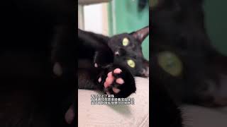 宝宝等你哦！ 五粉黑猫 捏捏 粉爪黑猫