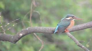 野鳥撮影・ カワセミのスローモーション