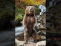 2024#new#bear#animal#5000#short#video#viral