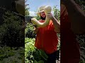 Incredible Butternut Squash Harvest