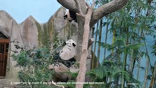 Giant Panda Le Le obedient son 大熊猫叻叻乖乖跟嘉嘉妈妈回家 @ 新加坡河川生态园