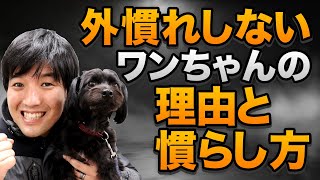 外慣れしないワンちゃんの理由と慣らし方