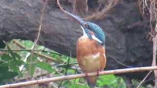 カワセミ_120_癒し_多摩川_Kingfisher_4K