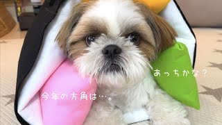 【シーズー】ボクは食べられないよぉ〜！【犬Vlog】