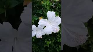 white hibiscus #gudhal #summerflowers #shorts