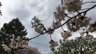 Cherry Blossom Walk in Koganei  小金井市 4K SAKURA ENTERTAINMENT