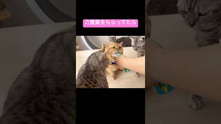 おやつをもらってたら妻に頭をひっぱたかれて『びょょーん』ってなる茶々パパ #猫 #マンチカン #shorts