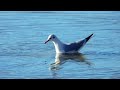 lachmöwe beim wassertreten chiemsee