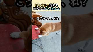 おじさんの運命を直感したワンちゃん #動物 #柴犬