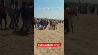 patnam bulls race lo power full bulls entry #bulls #bullsrace #bullslover #bullsloverprasanth