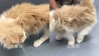 猫の尖足・反張膝（治療前後比較）