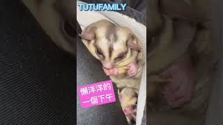 懶洋洋的一個下午【蜜袋鼯的生活日常】【 Sugar Glider 】【フクロモモンガ】【ชูการ์ไกลเดอร์ครับ】【 슈가글라이더 】   @肚肚家族生活日常